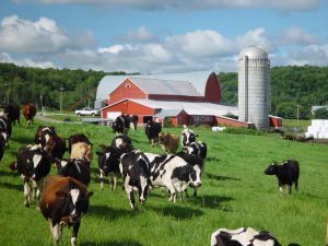 Apprenticeship trains next generation of PA dairy farmers