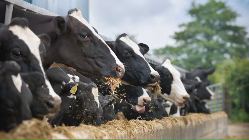 Arla under fire from environmental NGOs on their climate commitments