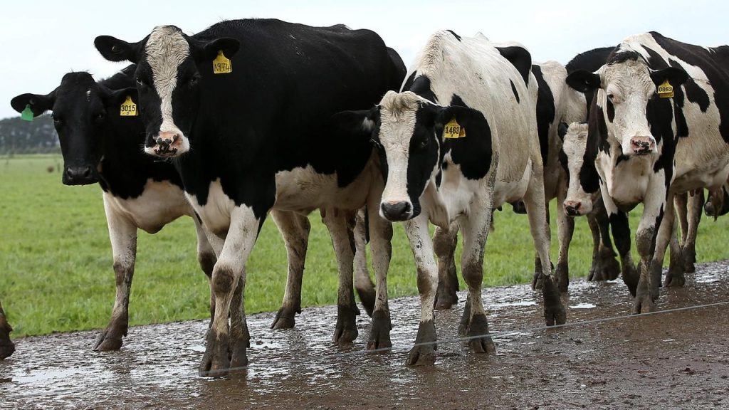 Australian dairy farmgate step ups still lower than last season