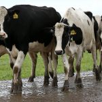 Australian dairy farmgate step ups still lower than last season