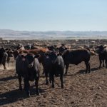 Beef-on-Dairy A Critical Solution to the Shrinking U.S. Cattle Herd