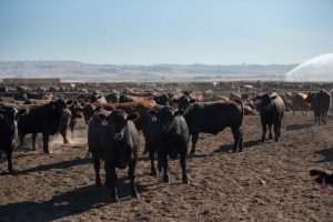 Beef-on-Dairy A Critical Solution to the Shrinking U.S. Cattle Herd