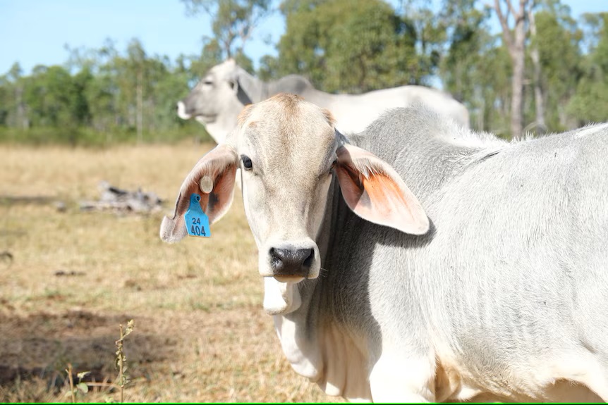 Biosecurity levy bill scrapped by federal government in 'huge win' for farmers3