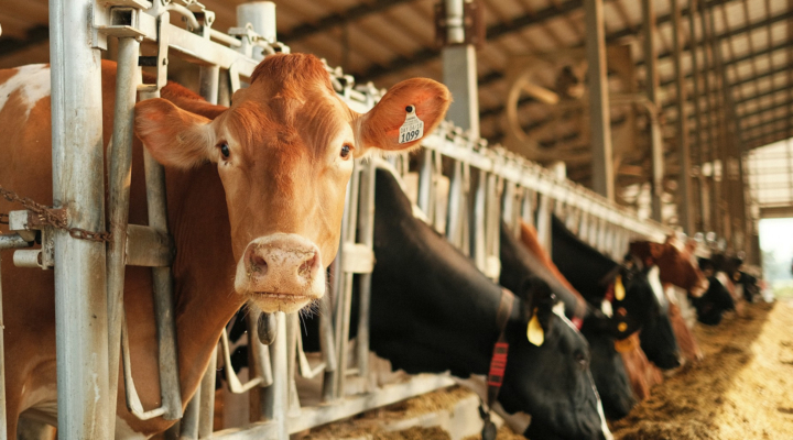 Bipartisan Legislation Aims to Increase Transparency of Milk Pricing