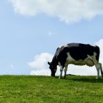 British dairy production set to rise in 2025 – AHDB