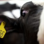 Canada-and-the-U.S.-are-ready-to-lock-horns-over-dairy