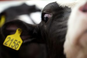 Canada-and-the-U.S.-are-ready-to-lock-horns-over-dairy