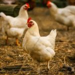 Canada buys 500,000 doses of H5N1 avian influenza vaccine for those most at risk