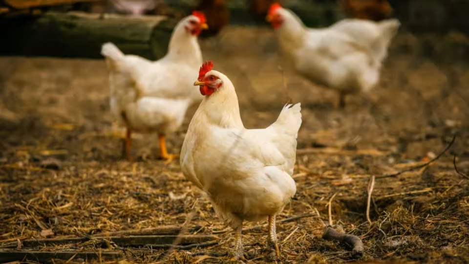 Canada buys 500,000 doses of H5N1 avian influenza vaccine for those most at risk