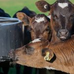 Cattle drench performance on the slide