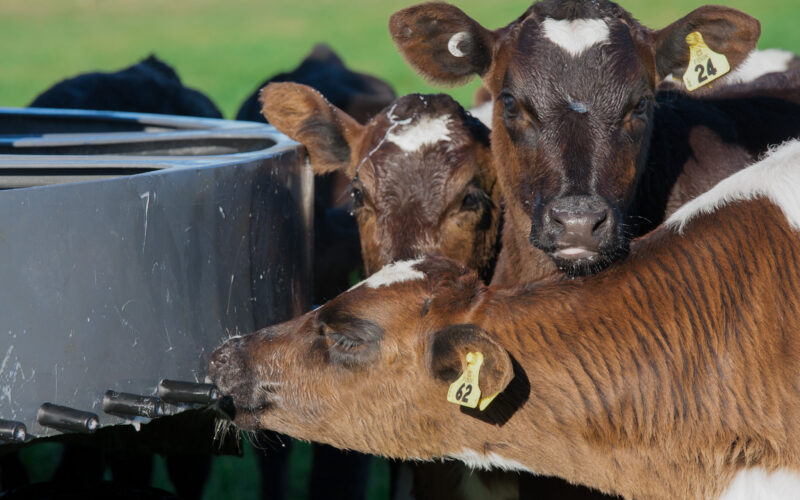 Cattle drench performance on the slide