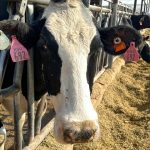 Climbing dairy prices lead to growth