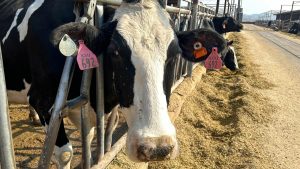 Climbing dairy prices lead to growth