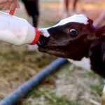 Dairy-beef crossbred calf performance affected by transfer of passive immunity