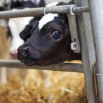 Dairy calf birth registrations down on 2024