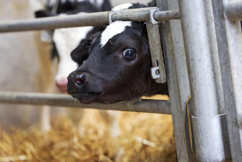 Dairy calf birth registrations down on 2024