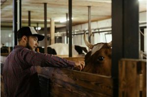 Dairy farm workers' sleep and stress levels impacted by calving season demands