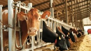 Dairy farmers need to wake up before the system crumbles