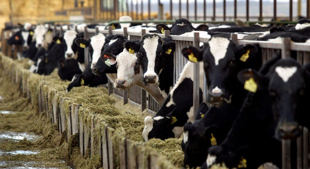 Dairy-farmers-predict-impact-of-Washington-changes