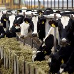 Dairy-farmers-predict-impact-of-Washington-changes