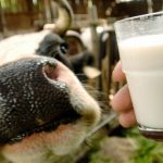 Dairy processors’ losses in 2024 may reach UAH 1B – experts