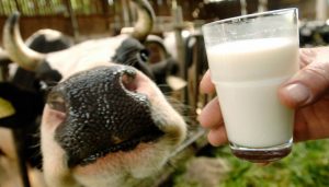 Dairy processors’ losses in 2024 may reach UAH 1B – experts