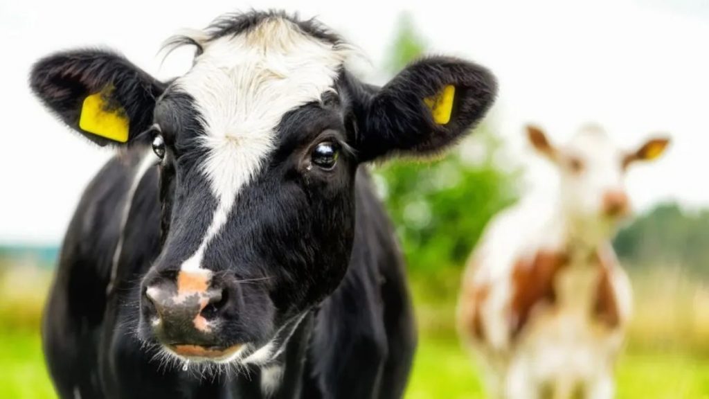 Dairy production set to rise in 2025 despite challenges