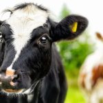 Dairy production set to rise in 2025 despite challenges