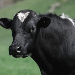 Dairy without the cow Auckland food-tech startup explains how