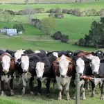 Death metal Why farmers are turning to magnets to protect cows