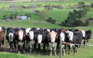 Death metal Why farmers are turning to magnets to protect cows