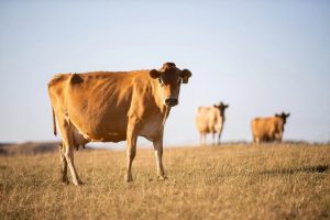 Don’t milk it dry, says dairy industry as weather heats up