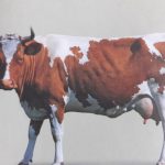 Elm Farm Ollie, the first flying cow, made history