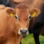 Field-by-field data helping to measure regenerative impact on dairy farms