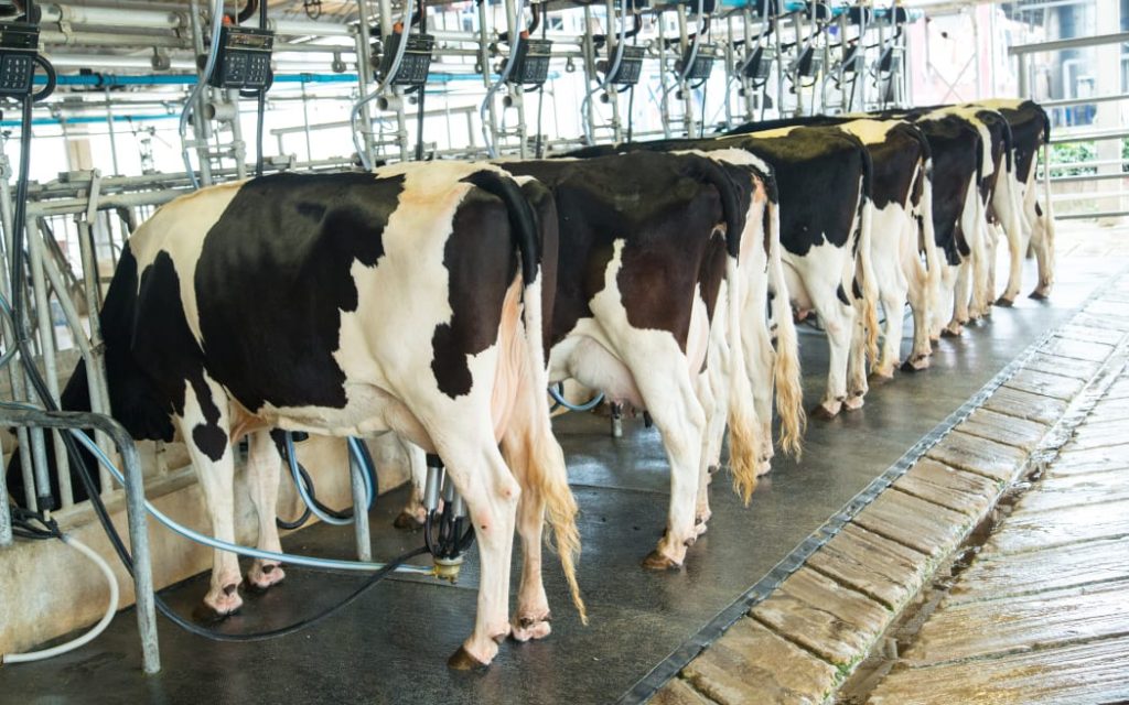 Flexible milking offering South Island farmers better work-life balance