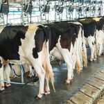 Flexible milking offering South Island farmers better work-life balance