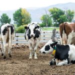 For Kohler Dairy, farming and resilience go hand-in-hand