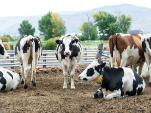 For Kohler Dairy, farming and resilience go hand-in-hand