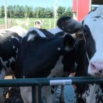 Governor Hochul announces $15.8 million for New York dairy farms