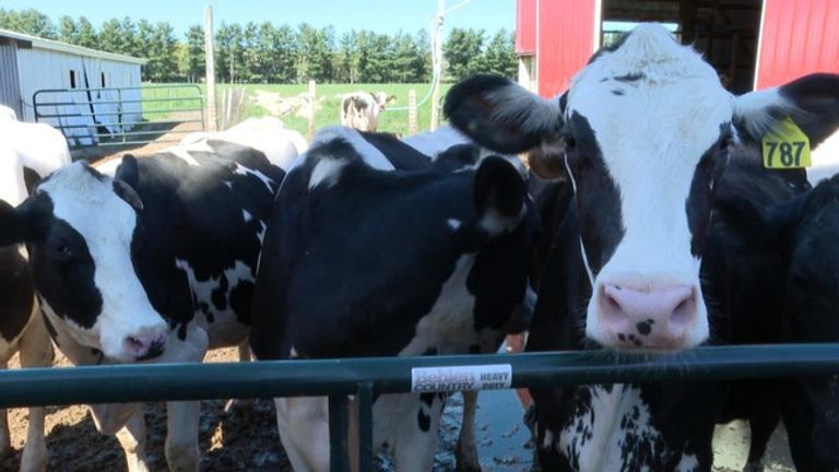 Governor Hochul announces $15.8 million for New York dairy farms