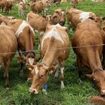 Guernsey Dairy to stop producing cheese