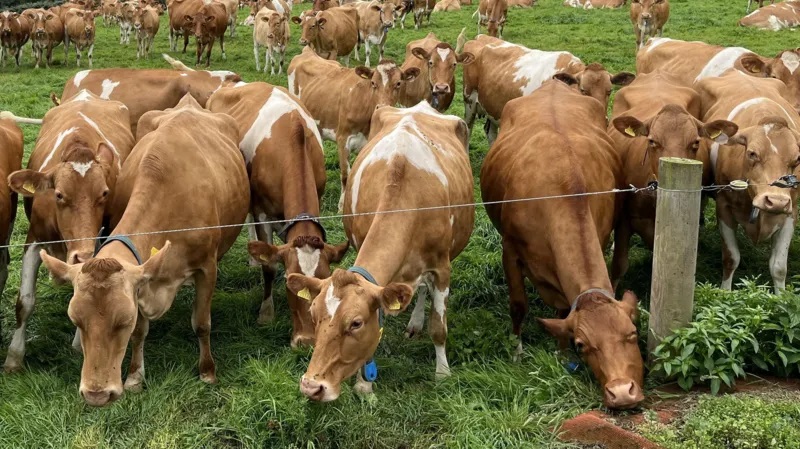 Guernsey Dairy to stop producing cheese