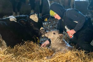 How to profit from grass on a dairy farm this spring