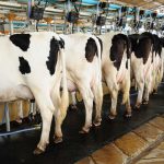 Milk Price Speculation and Blame Mounts