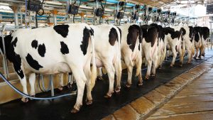 Milk Price Speculation and Blame Mounts