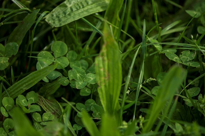 Multispecies swards and reduced nitrogen A win-win for dairy farming