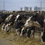 New H5N1 bird flu variant found in Nevada dairy worker as new data show changes in virus