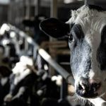 Next U.S. trade battle could be milked in Canada’s dairy barns