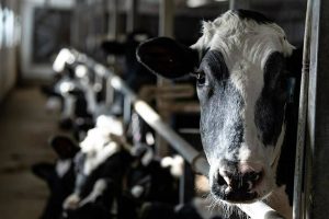 Next U.S. trade battle could be milked in Canada’s dairy barns