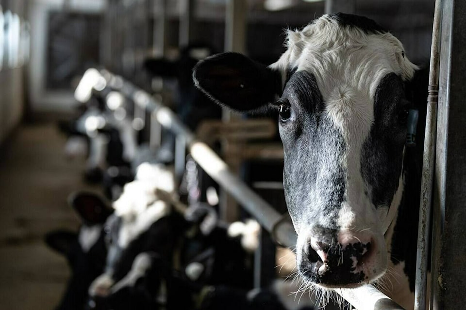 Next U.S. trade battle could be milked in Canada’s dairy barns